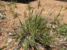 Image result for Enneapogon