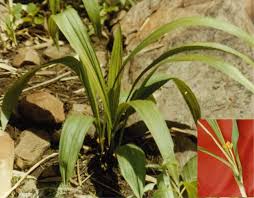 Image result for Curculigo