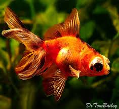 It is a variety that has only recently been deemed a major lineage by a few published works. Telescope Goldfish For Sale Aquariumfish Net