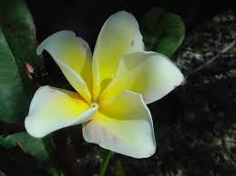 Image result for Vangueria proschii