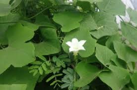 Image result for Coccinia adoensis