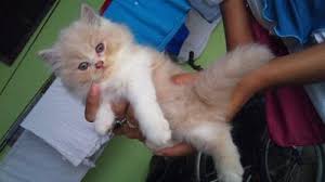 Cream imported from russia with microchip, carriage for transportation, health certificate and other documents, transfer to the airport. Persian Kitten Sold 10 Yrs Comel Petfinder My Mobile