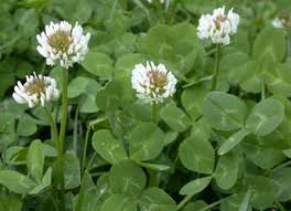 Some homeowners prefer to mow their clover lawns once in midsummer to. 11 Common Lawn Weeds To Destroy Before Sowing New Grass