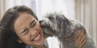 Why Do Dogs Lick Your Face Martha Stewart