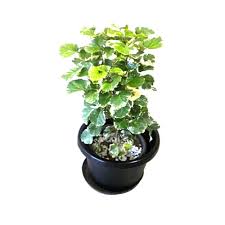 The leaves of an aralia plant can be lacy, rounded, or spinach shaped and the color green, white, gold, or cream. Aralia Plant à¤¬à¤— à¤š à¤• à¤² à¤ à¤ª à¤§ à¤¬à¤— à¤š à¤• à¤ª à¤§ à¤— à¤° à¤¡à¤¨ à¤ª à¤² à¤Ÿ In Thiruvalluvar Nagar Chennai Av Greenleafs Id 13718867762