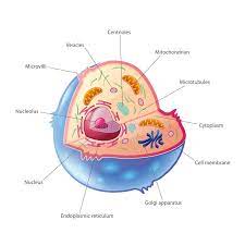 Check spelling or type a new query. Animal Cell Isolated On White Vector Stock Vector Illustration Of Background Cell 49750438