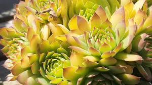 As the plant matures expect it to reach up to 2.5 cm (1″) tall. Sempervivum Gold Nugget Youtube