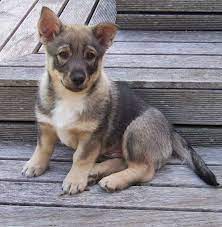 Temperament, price, health issues, exercice and training, history and pictures of the breed. German Shepherd Corgi Mix Puppies For Sale Petsidi