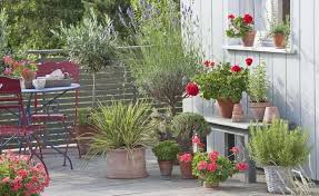 Balkonpflanzen Fur Die Pralle Sonne Balkonpflanzen Die Fur Indoors Pralle Sonne Patio Plants Balcony Plants Growing Vegetables