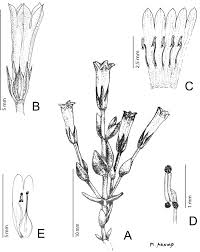 Image result for Exochaenium exiguum