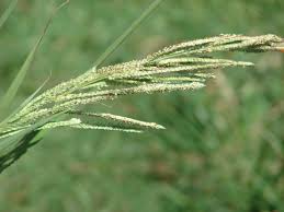 Image result for Paspalum