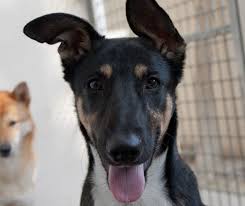 White paws has saved over 4,000 dogs and counting! 46 Dogs And Puppies That Need Foster Or Forever Homes In Dubai What S On