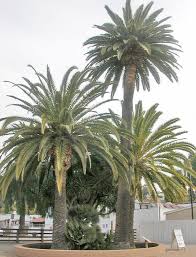 In terms of the usda cold hardiness zone system, i would rate w. Pin On California Dreamin