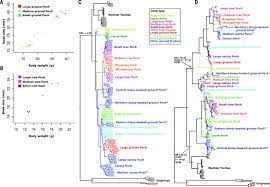 In case if the small seeds get scarce, a medium ground finch can still survive by taking advantage of feeding on alternate source of food but small beaked birds such as cactus. A Beak Size Locus In Darwin S Finches Facilitated Character Displacement During A Drought Science