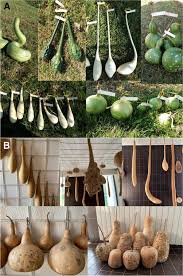 Image result for Lagenaria rufa