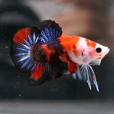 Live Betta Fish Male Fancy Red Black Blue Koi Halfmoon Plakat Hmpk E31 Betta Fish Koi Betta Blue Koi