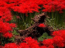 「曼珠沙華」の画像検索結果