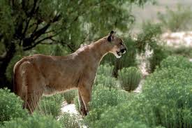 Click the small x to the right of a group's name and shelter # to report an error. Estimating Texas Mountain Lion Population Is Like Herding Cats Literally Reporting Texas Reporting Texas