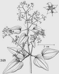 Image result for Rubia cordifolia