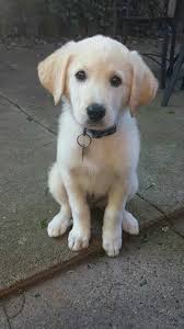 Black And White Great Pyrenees Lab Mix Lab Great Pyrenees Mix Pyrador Great Pyrenees Puppy Time Labrador Retriever