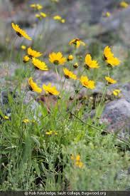 Image result for Cyathula lanceolata