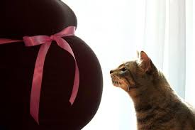 Like My Facebook Page Zz Zwyanezade 21 Bebek Hayvanlar Ve Kedi