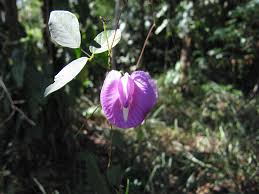 Image result for Centrosema