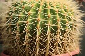 Tips for treating a cactus thorn. How To Remove Cactus Spines From Skin With Tweezer Glue