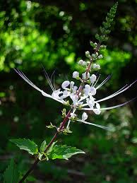 Image result for Orthosiphon schimperi