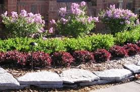 Shrubs Colorful Landscaping Front Yard Landscaping Shrubs For Landscaping