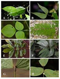 Image result for Teramnus uncinatus