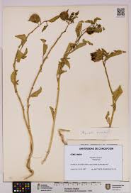 Image result for Physalis viscosa