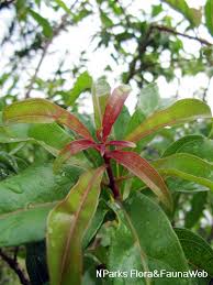 Image result for Heteropyxis natalensis