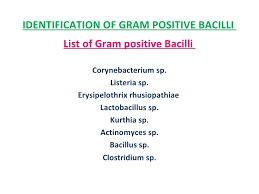 Identification Of Bacteria Bacterial Identification Lab