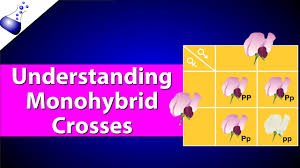 Amoeba sisters video recap monohybrid crosses mendelian inheritance answers. 3 4 Inheritance Mr Mac S House