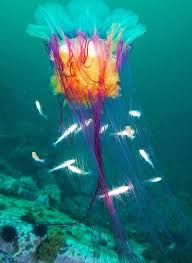 Pin By Diane Prado On Underwater World Ocean Creatures Underwater Creatures Sea And Ocean