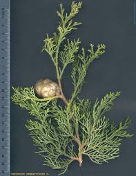 Image result for Cupressus sempervirens