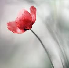 Pin On Flores
