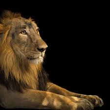 Physically, lions are a tawny golden color, and are the only cats whose sexes can be told apart at a distance. Ts Sbkgiirme0m