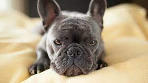 Saint Berdoodle The Fluffy Giant Teddy Bear St Bernard Poodle Mix All Things Dogs French Bulldog Blue French Bulldog Breed Blue French Bulldog Puppies