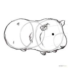 Pin On Cavy Cuteness