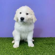 Great pyrenees akc registered, penn hip, ofa, genetic tested, gentle temperament. Great Pyrenees Puppies For Sale Puyallup