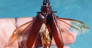 While they are at 0.5 to 3 inches in length, palo verde beetles have darker brown or black colors, longer bodies, longer and thicker antennae, harder shells compared to roaches and they can fly. Monsoon Bugs 8 Things You Need To Know About Palo Verde Beetles