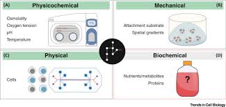 We did not find results for: The Rise Of Physiologic Media Trends In Cell Biology