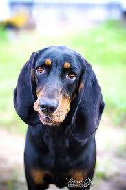 Black And Tan Virginia Foxhound Puppies For Sale Pin On For The Home