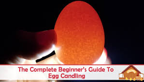 The Complete Beginners Guide To Egg Candling