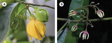 Image result for Artabotrys