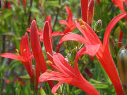 Image result for Anisacanthus