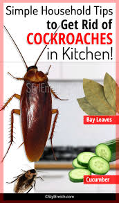 Maybe you would like to learn more about one of these? Simple Household Tips To Get Rid Of Cockroaches In Kitchen Family Nigeria