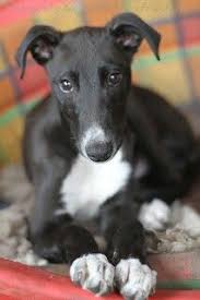 Black And White Italian Greyhound Puppy Pin By Www Pitchsstitches Com On Greyhounds Greyhound Puppy Grey Hound Dog Dog Love